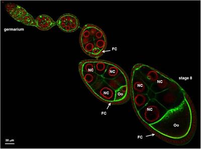 GFP-Tagged Protein Detection by Electron Microscopy Using a GBP-APEX Tool in Drosophila